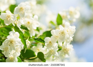 Jasmine Flowers On A Bush In A Garden