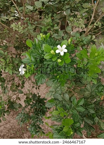 Jasmine flowers at a ranch