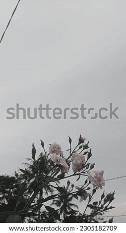 jasmine flowers under a cloudy sky