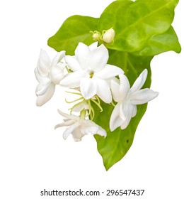 7,247 Jasminum white background Images, Stock Photos & Vectors ...