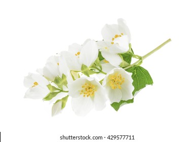 Jasmine Isolated On White