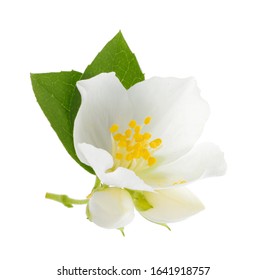 jasmine isolated on white background without shadow - Shutterstock ID 1641918757