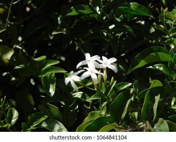 Jasmine Or Jasminum Officinale Flowers