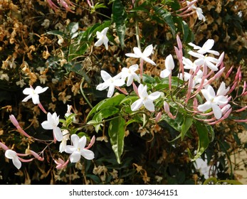 Jasmine Or Jasminum Officinale Flowers