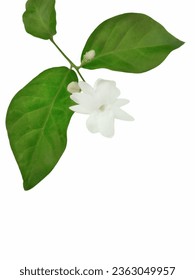 Jasmine or Jessamine flower with leaf, isolated on white background. That is genus Jasminum of about 200 species of fragrant-flowered shrubs and vines of the olive family, Oleaceae. - Shutterstock ID 2363049957