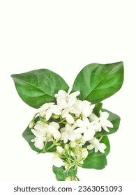 Jasmine or Jessamine flower with leaf, isolated on white background. That is genus Jasminum of about 200 species of fragrant-flowered shrubs and vines of the olive family, Oleaceae. - Shutterstock ID 2363051093