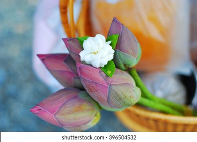 Jasmine lotus