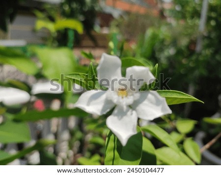 Jasmine, Melur, or Yasmin (Jasminum) is an ornamental flower plant in the form of a shrub with erect stems that lives for years.