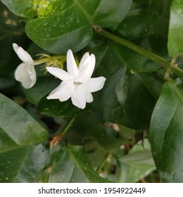 Jasmine Vine Bilder Arkivbilder Og Vektorer Shutterstock