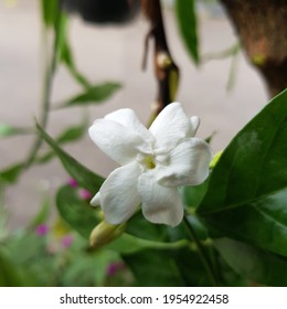 Jasmine Vine Bilder Arkivbilder Og Vektorer Shutterstock