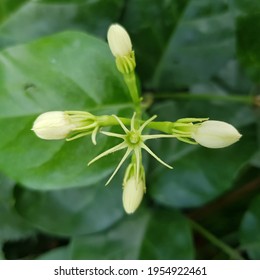 Jasmine Vine Bilder Arkivbilder Og Vektorer Shutterstock