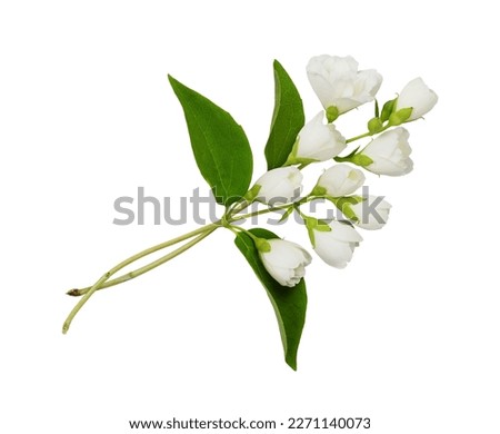 Jasmine (Philadelphus) flowers and leaves in a floral arrangement isolated on white.