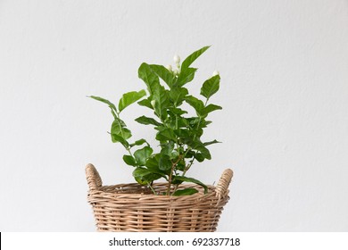 Jasmine Plant On Withe Background