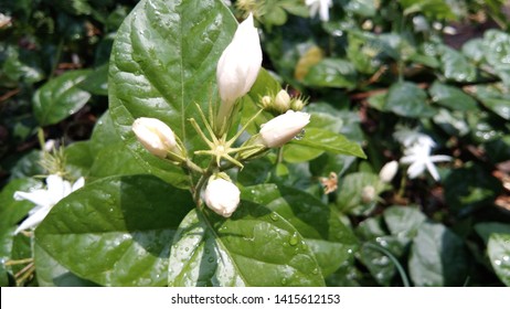 479 Poet's jasmine Images, Stock Photos & Vectors | Shutterstock