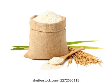  Jasmine rice in burlap sack bag with paddy rice isolated on white background. - Shutterstock ID 2272565115