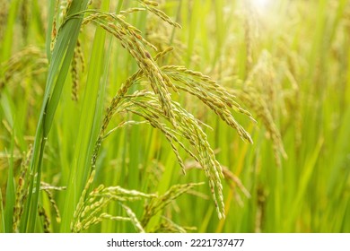 Jasmine Rice Field, Close Up Yellow Rice Seed Ripe And Green Leaves