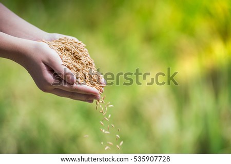 Jasmine rice from the field on woman farmer hands, a higher quality type of rice, is the rice strain most produced in Thailand.Today women are important for agriculture. Especially Thailand's field.