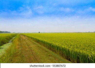 Jasmine Rice Field In Thailand With Yellow Bicycle.