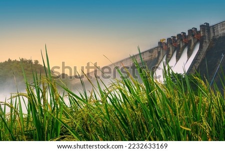 Jasmine rice fields and dams. Irrigation systems for agriculture.