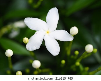 Jasmine Sampaguita Or White Crepe Erdenia With Green Leaves. National Tree Of The Philippines White-eyed Campaign Or Arabian Jasmine Blooms In Beautiful White Light.