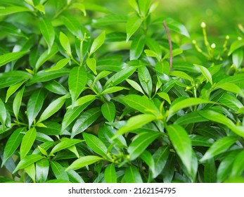 Jasmine Sampaguita Or White Crepe Erdenia With Green Leaves. National Tree Of The Philippines White-eyed Campaign Or Arabian Jasmine Blooms In Beautiful White Light.