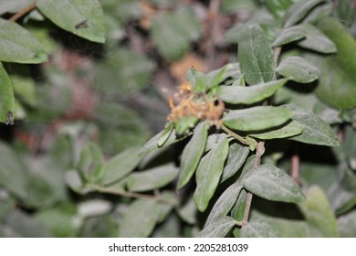 Jasmine Tree & Jasmine Flower, Dusty Leaves