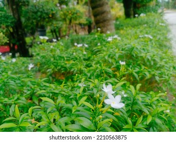 Jasmine Tree With Flowers That Bloom So Beautifully