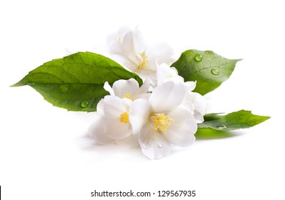  jasmine white flower isolated on white background - Shutterstock ID 129567935