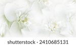 Jasmine  white  flowers. Floral spring background.  Close-up.  Nature.