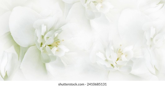 Jasmine  white  flowers. Floral spring background.  Close-up.  Nature. - Powered by Shutterstock