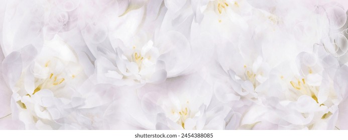 Jasmine  white  flowers. Floral spring background.  Close-up.  Nature. - Powered by Shutterstock