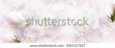 Jasmine  white-pink   flowers. Floral spring background.  Close-up.  Nature.