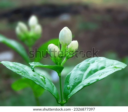 Jasmineflower buds. Jasmine is a genus of shrubs and vines in the olive family of Oleaceae.                               