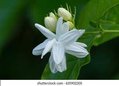 Jasminum