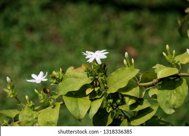 Jasminum Adenophyllum Wall Vine Vines Small Stock Photo 1318336385 ...