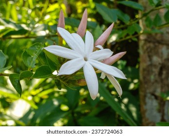  Jasminum dichotomum (Pichcha in sinhala) wild jasmine,white jasmine flower