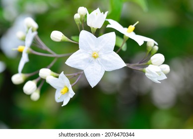 Jasminum Flower Or White Jasmin.