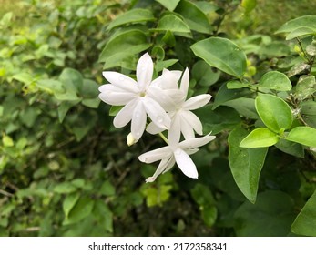 306 Jasminum multiflorum Images, Stock Photos & Vectors | Shutterstock