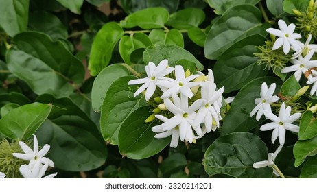 Jasminum multiflorum, commonly known as star jasmine, is a species of jasmine in the family Oleaceae. Tropical flower.