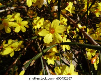 Jasminum Nudiflorum