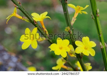 Jasminum nudiflorum ist a winter flowering shrub with yellow flowers