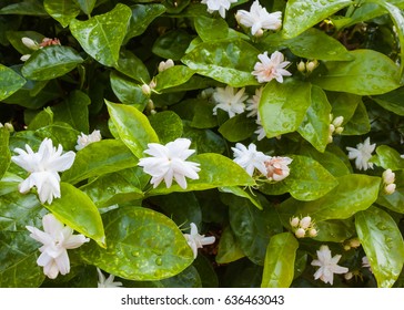 Jasminum Sambac Or Arabian Jasmine