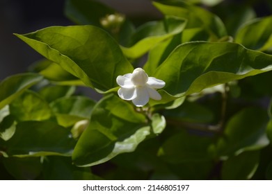 214 Mogra leaves Images, Stock Photos & Vectors | Shutterstock