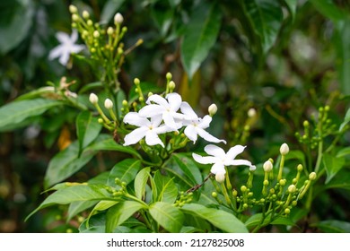 Jasminum sambac (Arabian jasmine or Sambac jasmine) is a species of jasmine native to tropical Asia, from the Indian subcontinent to Southeast Asia. - Shutterstock ID 2127825008