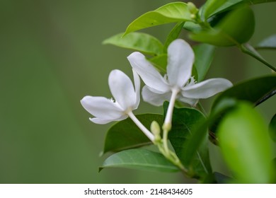 ジャスミン シルエット の画像 写真素材 ベクター画像 Shutterstock