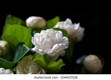 ๋Close Up Jasminum Sambac Flower