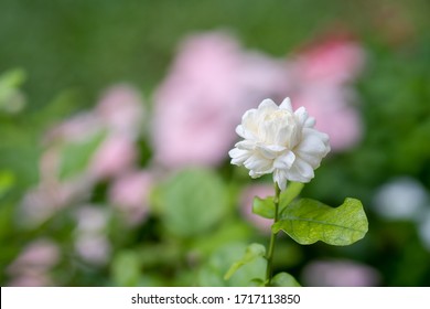 ฺBlossom Jasminum Sambac At Garden.