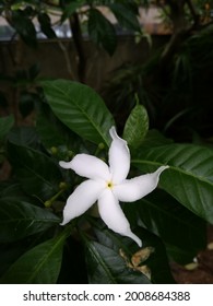 Jasminum Sambac Is A Small Shrub Or Vine Growing Up