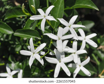 Jasminum tortuosum or common Jasmine, pure white flowers, close up. White jasmine is a vigorous, twining deciduous climber, intense fragrance and flowering plant in the olive family Oleaceae. - Shutterstock ID 2261557045