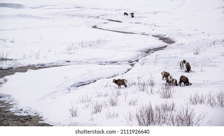 Jasper National Park, Canada - Dec. 25 2021: Deers And Goats Wandering In Winter Jasper National Park